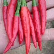 小米椒