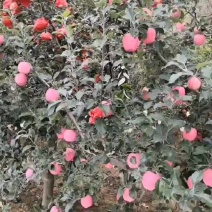 静宁红富士苹果批发零售