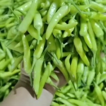 白米椒，野山椒，广西白米椒，批发，一件代发欢迎咨询下单