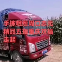 滑县长白大葱开始大量上市了，热烈欢迎四海宾客前来洽谈业务