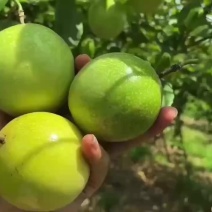 黄金百香果软蜜9号！百香果汁