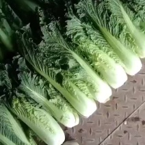 青口白十吨