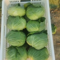包菜