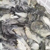 鳊鱼苗，武昌鱼，自家养殖，塘口发货，质量保证欢迎来电