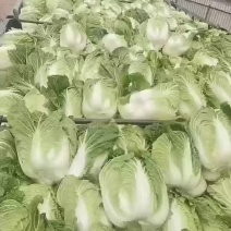 全国代发东北宁夏黄心大白菜