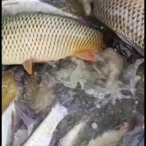 大河鲤鱼