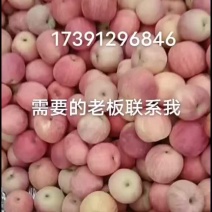 陕西延安宜川原产地苹果