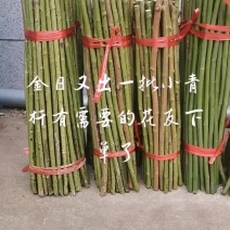 蔷薇杆子，自产自销