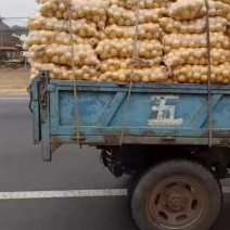 绥中打冻货的小白梨
