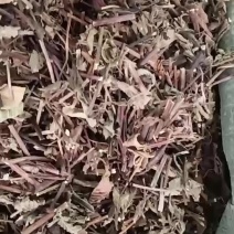 凉粉草