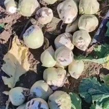 芥菜产地直发大量有货质量好价格低