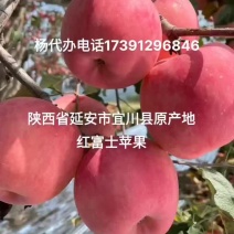 陕西延安宜川原产地红富士苹果