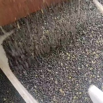 花椒籽