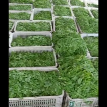 豌豆尖，红菜苔