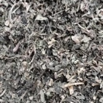 马齿笕哫，有大货，可常年供应，