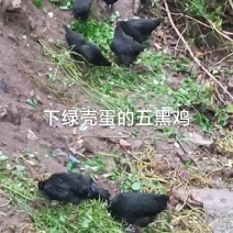 五黑饱跑山鸡