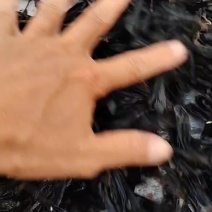 产地出售眼镜蛇胆，干蛇胆，优质蛇胆，中药材。