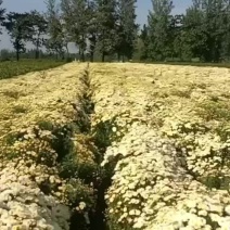 北京菊干货