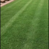 上海草皮