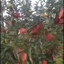 黄金维纳斯即将开园看园请提前联系
