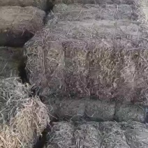 越南凉粉草