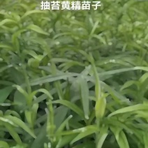 姜形多花不倒苗，高杆大苗块茎三公分左右！