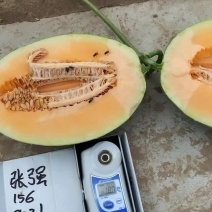 济南西州蜜小蜜25大量上市中！