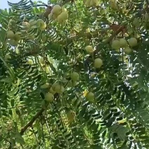 余甘果苗嫁接苗大油甘果苗果肉饱满甘甜