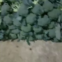 陕西三原蔬菜西兰花炎秀西兰花大量上市产地发货
