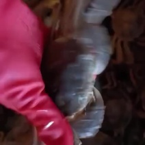 洪湖水浪打浪洪湖螃蟹肥呼呼！只只都是青壳白底！价格非常漂