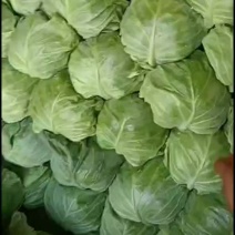 特宣甘蓝，要的联系，邢台柏乡，量大