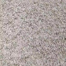 草坪种子四季青多年生免修剪庭院护坡绿化地毯草马尼拉狗牙根