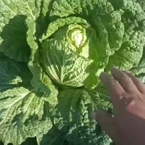 凌海黄心菜大量上市中