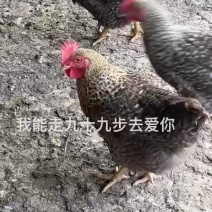 芦花鸡