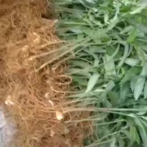 黄精苗