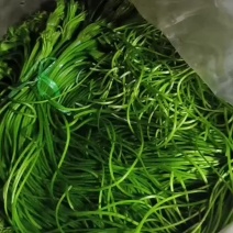 云南特色水性杨花海菜口感嫩滑