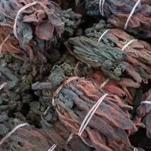 回春草，回春草草苁蓉各种药材原料农产品打粉