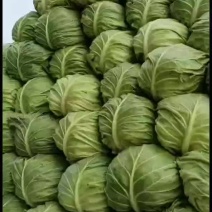 精品甘蓝大量上市，宣，硬，都有，欢迎新老客户前来订购