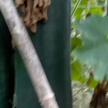 吊冬瓜