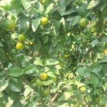 金秋砂糖橘大量上市
