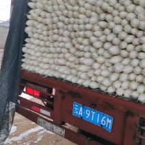 优选精品白萝卜大量有货，质量保证，合作共赢。