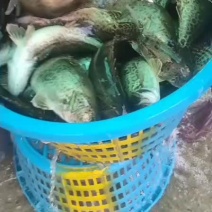 斑桂鱼