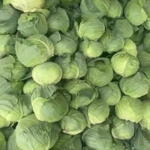精品包菜甘蓝圆包菜，个头小，二到三斤有需要的与我联系