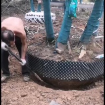 丛生朴树拼栽丛生朴树3-4-5杆合杆40公分丛生朴树