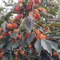 火葫芦，烟脂红，吊红。大量上市中。