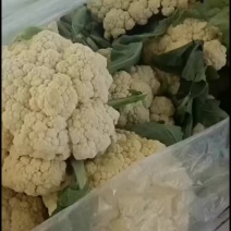 花菜，精品花菜，大量上市中，有需要的抓紧联系！