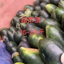 精品冬瓜