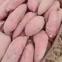 大量供应广东精品西瓜红，沙地红薯，精品上车，量大从优