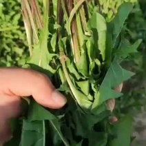 现挖蒲公英婆婆丁冷冻产地批发