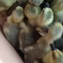 湖南大种狮头鹅苗，可长30斤，包疫苗包成活率，欢迎来电
